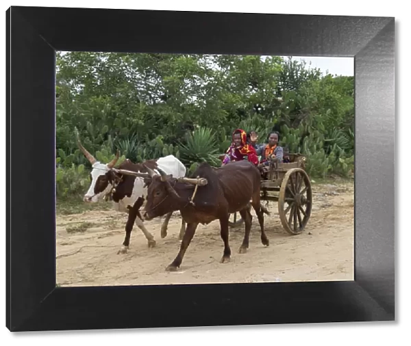 A Malagasy family returns from Tsiombe market in an ox-drawn cart