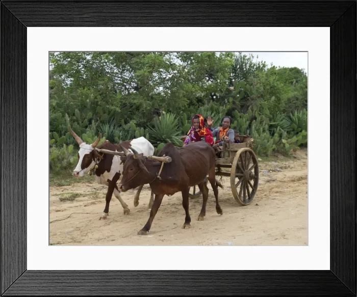 Framed Print : A Malagasy family returns from Tsiombe market in an ox-drawn cart Framed Print : A Malagasy family returns from Tsiombe market in an ox-drawn cart