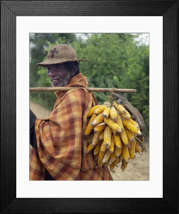 Framed Print : A Malagasy farmer takes cobs of dried maize to sell at Tsiombe market Framed Print : A Malagasy farmer takes cobs of dried maize to sell at Tsiombe market