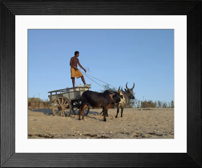 Framed Print : A young man delivers sacks of sugar in his ox-cart along Anakao beach Framed Print : A young man delivers sacks of sugar in his ox-cart along Anakao beach