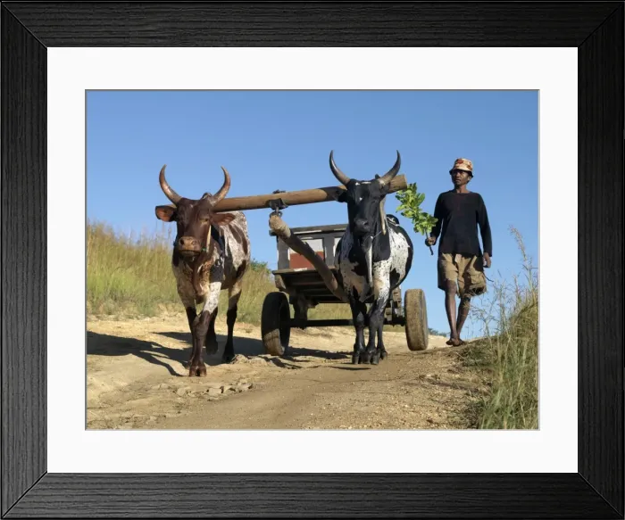 Framed Print : A man drives his draught oxen pulling a cart along a rural road Framed Print : A man drives his draught oxen pulling a cart along a rural road