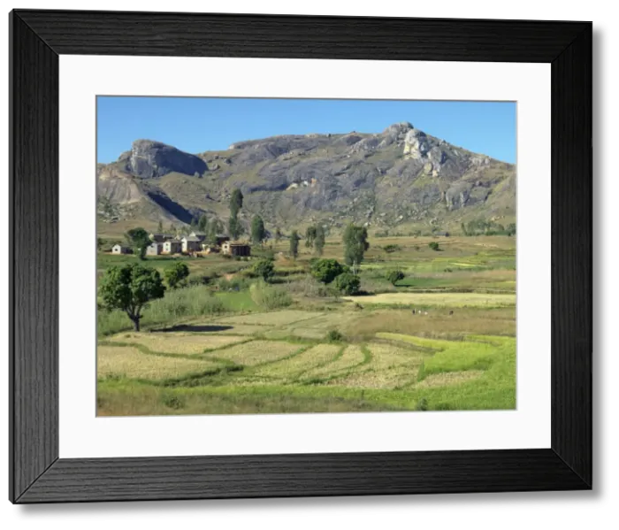 Framed Print : Rice paddies and a Betsileo hamlet near Ambalavao Framed Print : Rice paddies and a Betsileo hamlet near Ambalavao