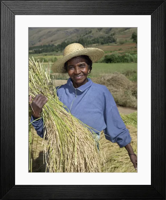 Framed Print : A Malagasy woman gathering rice from paddies near Ambalavao Framed Print : A Malagasy woman gathering rice from paddies near Ambalavao