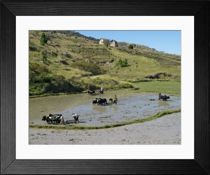 Framed Print : Farmers use tines pulled by oxen to prepare rice paddies for planting Framed Print : Farmers use tines pulled by oxen to prepare rice paddies for planting