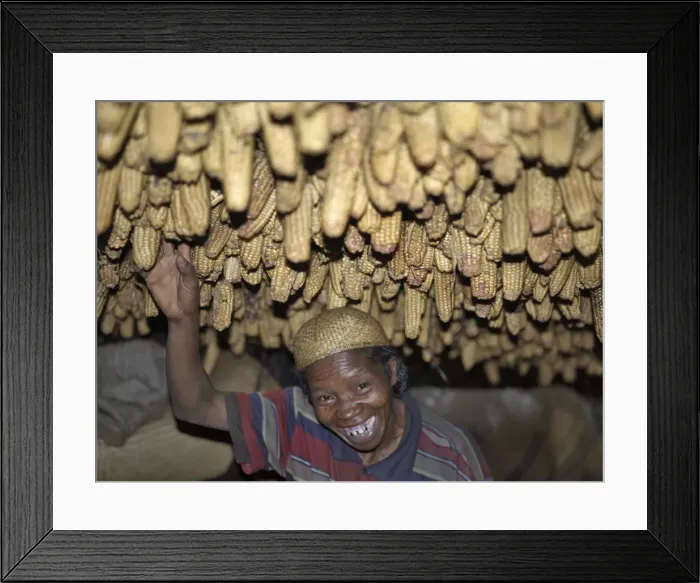 Framed Print : A Zafimaniry woman removes a dried maize cob hanging Framed Print : A Zafimaniry woman removes a dried maize cob hanging