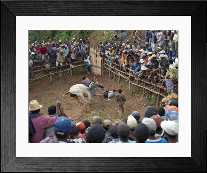 Framed Print : A large crowd of Malagasy people watch a zebu Savika Framed Print : A large crowd of Malagasy people watch a zebu Savika