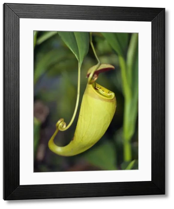 Framed Print : The unusual Pitcher plant Framed Print : The unusual Pitcher plant
