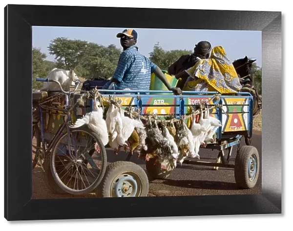 Mali, Djenn A farmer sets off in his horse-drawn cart