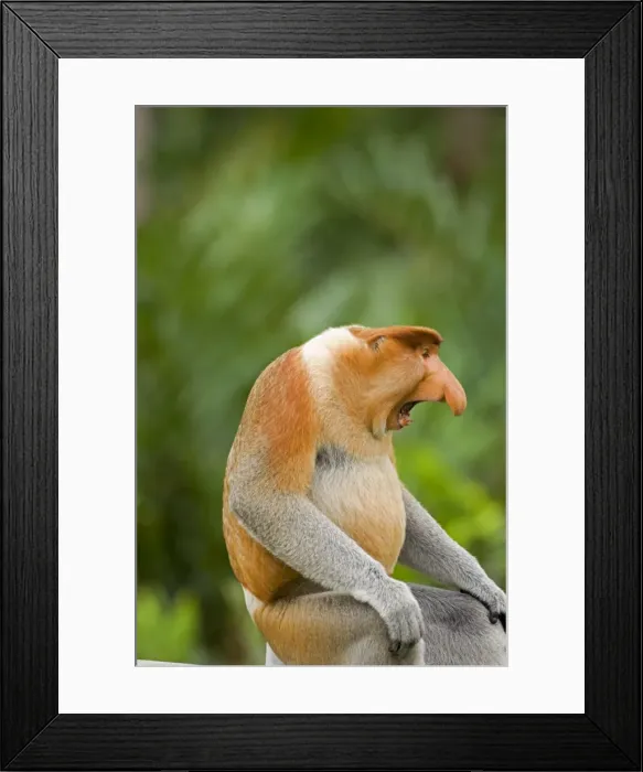 Framed Print : Alpha male Proboscis Monkey in territorial stance Framed Print : Alpha male Proboscis Monkey in territorial stance