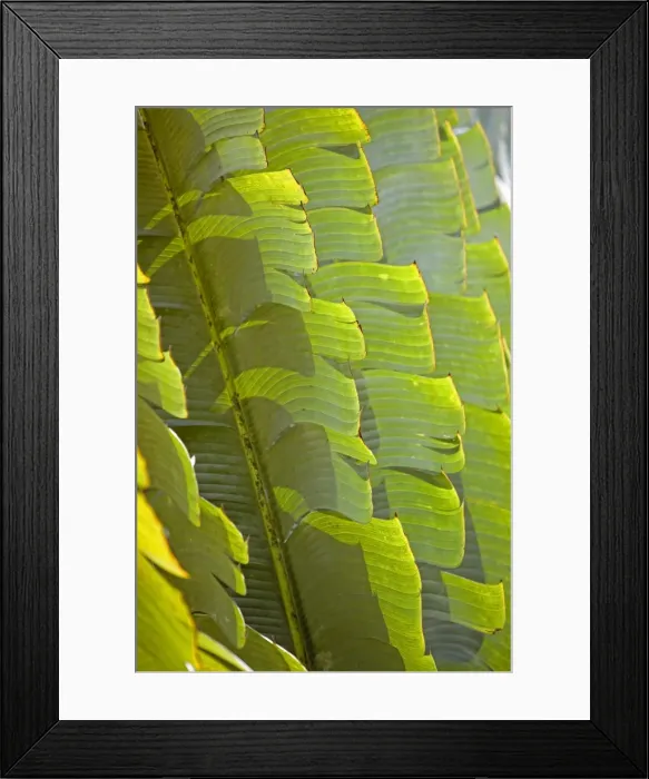 Framed Print : Plants and vegetation of the Crocker Range rainforest in Sabah Framed Print : Plants and vegetation of the Crocker Range rainforest in Sabah