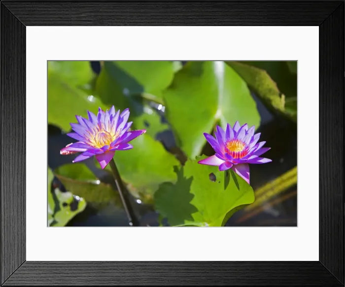 Framed Print : Waterlillies in the Crocker Range rainforest in Sabah Framed Print : Waterlillies in the Crocker Range rainforest in Sabah