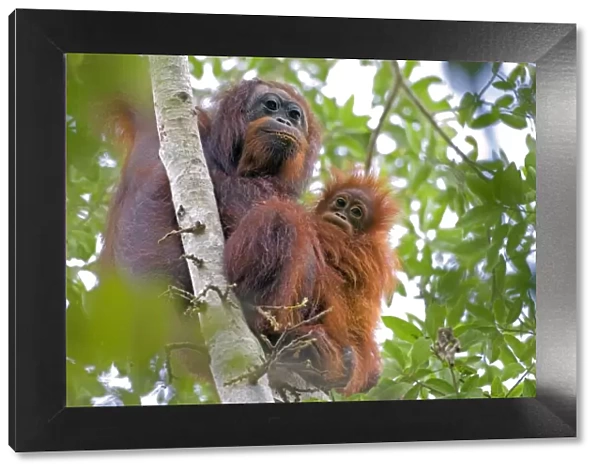 Wild orangutans in arboral settings in rainforest near Sepilok