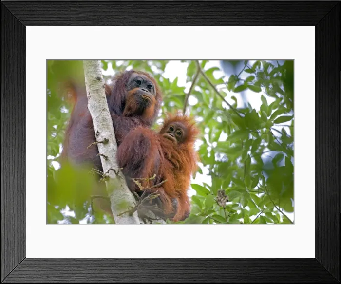 Framed Print : Wild orangutans in arboral settings in rainforest near Sepilok Framed Print : Wild orangutans in arboral settings in rainforest near Sepilok