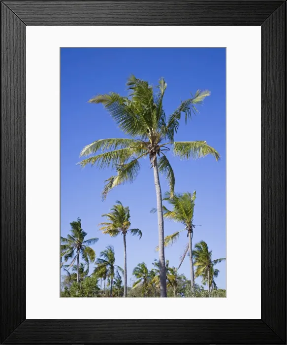 Framed Print : Palm trees on Ibo Island Framed Print : Palm trees on Ibo Island