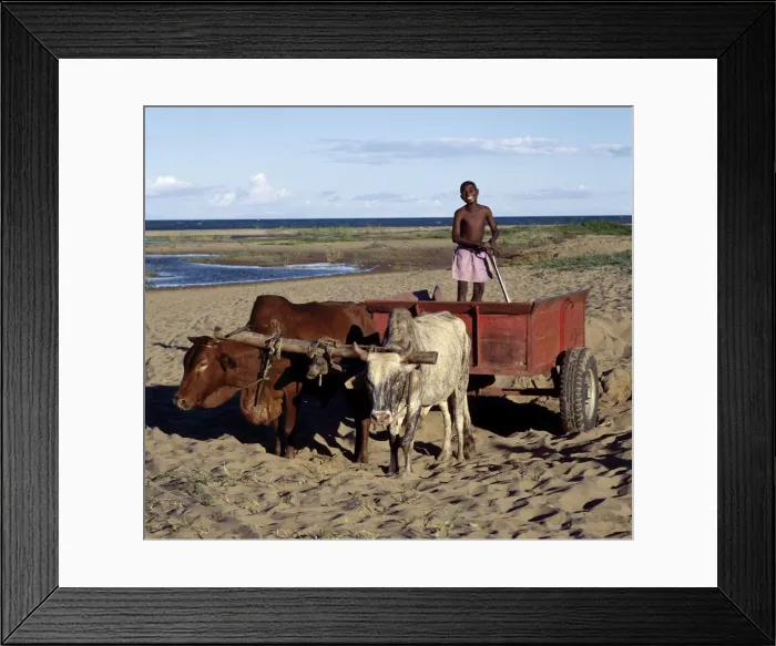 Framed Print : Ox-drawn carts are familiar sights in Malawi Framed Print : Ox-drawn carts are familiar sights in Malawi