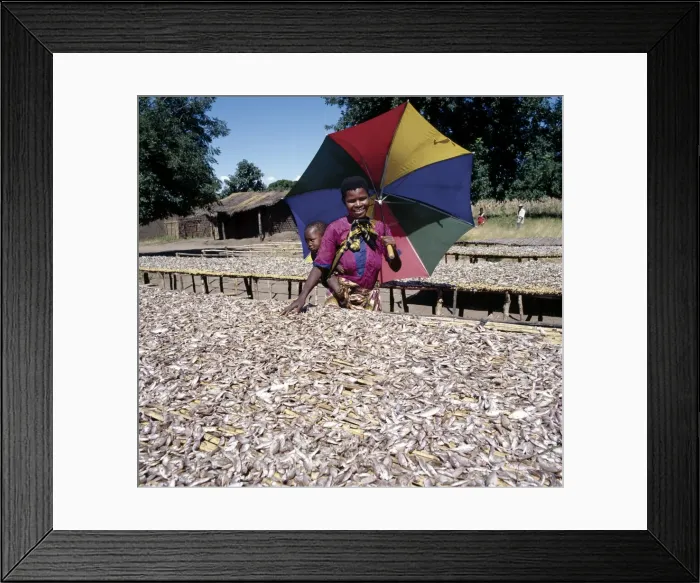 Framed Print : A woman shades her child as she inspects a rich fish Framed Print : A woman shades her child as she inspects a rich fish