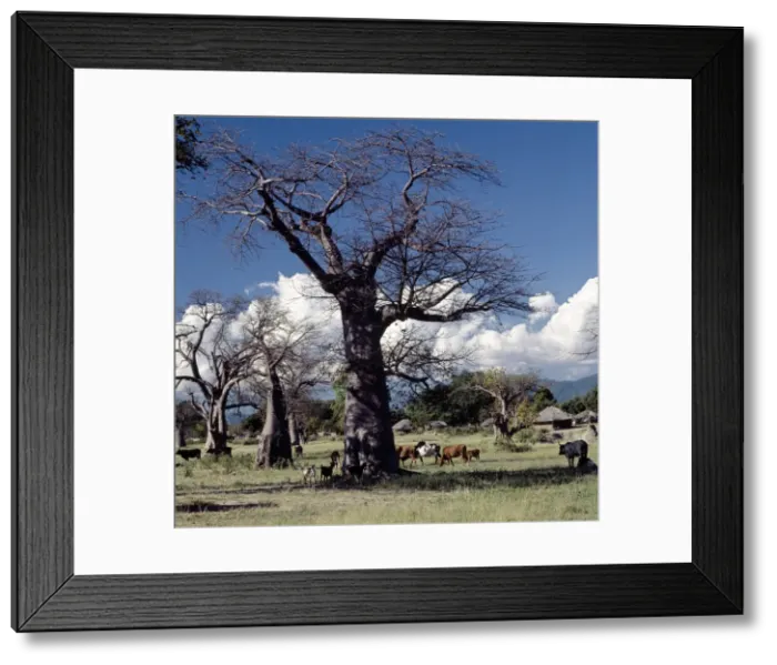 Framed Print : Baobab trees and homesteads near Mangochi Framed Print : Baobab trees and homesteads near Mangochi
