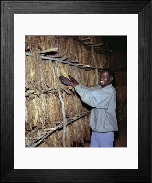Framed Print : A workman attends to tobacco leaves curing on racks Framed Print : A workman attends to tobacco leaves curing on racks
