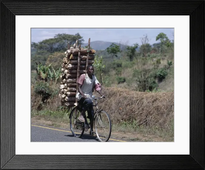 Framed Print : Wood sellers carry heavy loads of wood on their bicycles Framed Print : Wood sellers carry heavy loads of wood on their bicycles