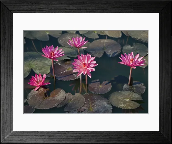 Framed Print : Myanmar, Burma, Sittwe