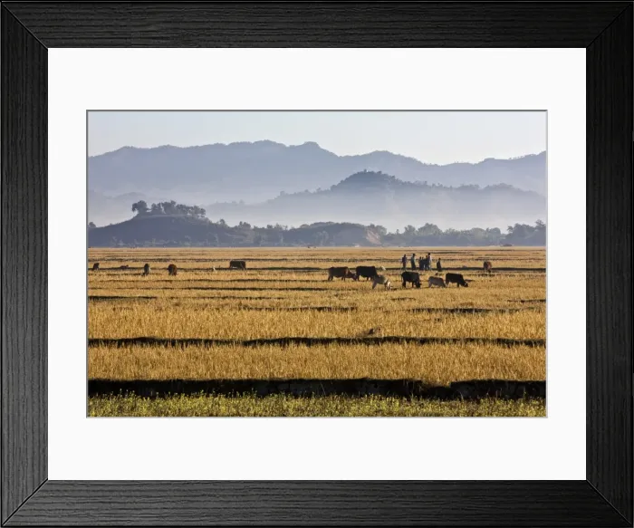 Framed Print : Myanmar, Burma, Mrauk U Framed Print : Myanmar, Burma, Mrauk U