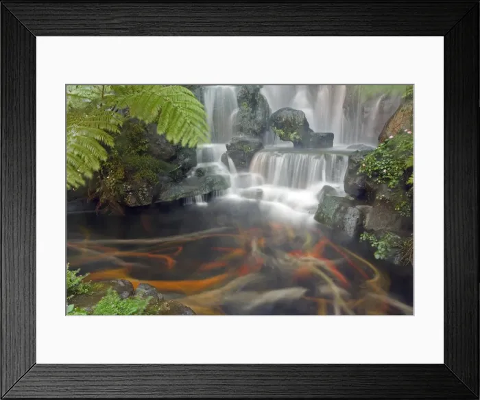Framed Print : Longshan Temple waterfall with swimming Koi Fish Framed Print : Longshan Temple waterfall with swimming Koi Fish