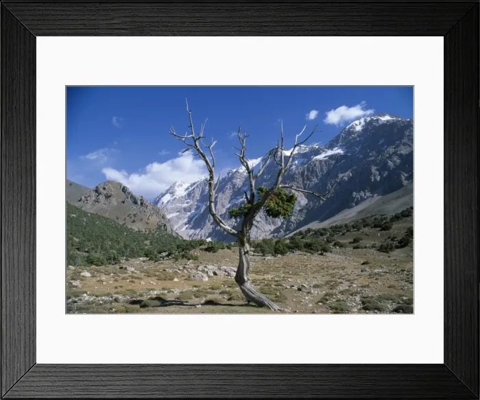 Framed Print : A wind blasted tree high in the Sarykhodan Valley which runs beneath the sheer rock faces of the Fann Mountains Framed Print : A wind blasted tree high in the Sarykhodan Valley which runs beneath the sheer rock faces of the Fann Mountains