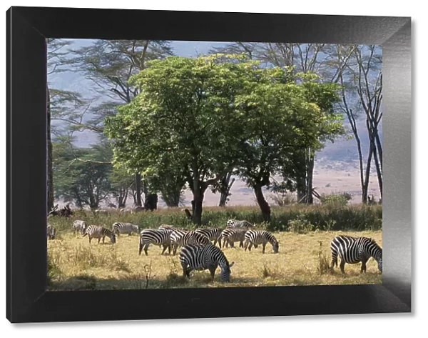 Zebra browse in Ngorongoro Crater