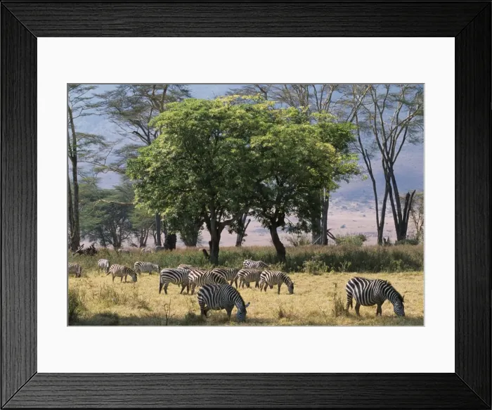 Framed Print : Zebra browse in Ngorongoro Crater Framed Print : Zebra browse in Ngorongoro Crater