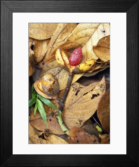 Framed Print : Seed of wild nutmeg Framed Print : Seed of wild nutmeg