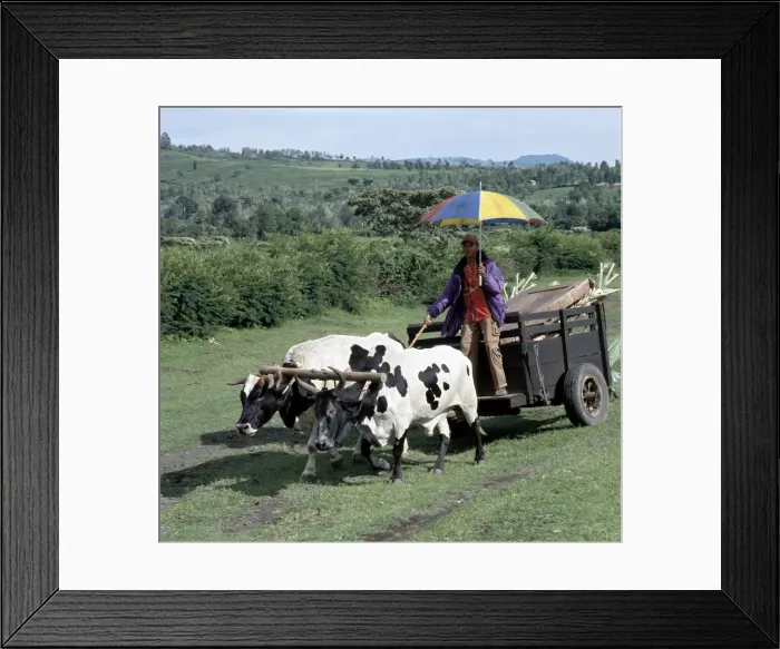 Framed Print : An ox-drawn cart near Arusha Framed Print : An ox-drawn cart near Arusha