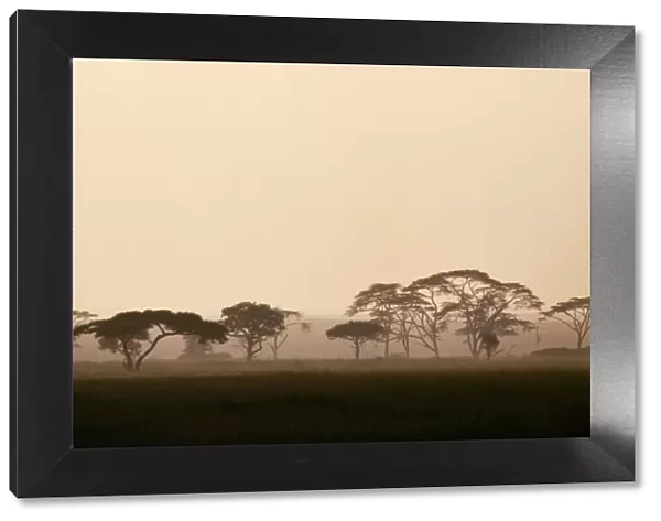 acacia trees in Tanzanias vast Serengeti National Park