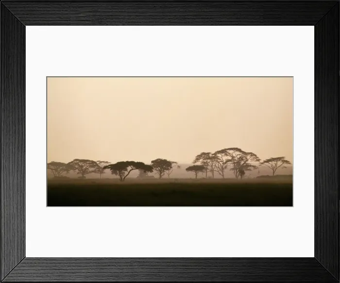 Framed Print : acacia trees in Tanzanias vast Serengeti National Park