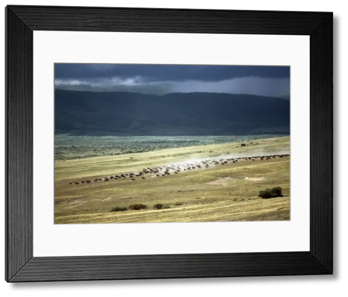 Framed Print : Wildebeest stampede plains of the Ngorongoro Highlands Framed Print : Wildebeest stampede plains of the Ngorongoro Highlands