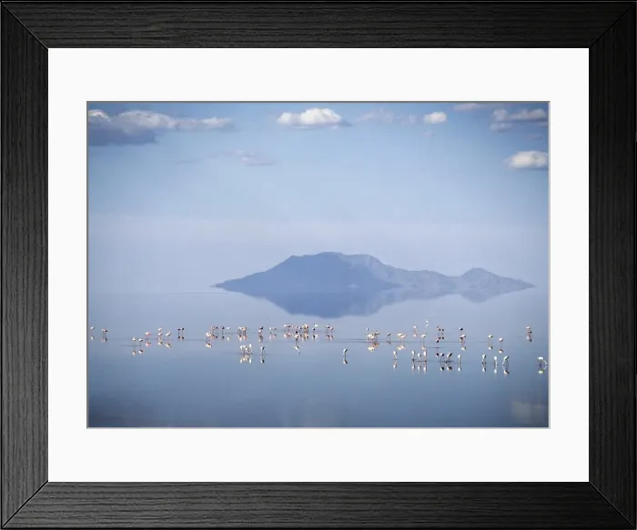 Framed Print : Lesser flamingos feed on Lake Natron Framed Print : Lesser flamingos feed on Lake Natron