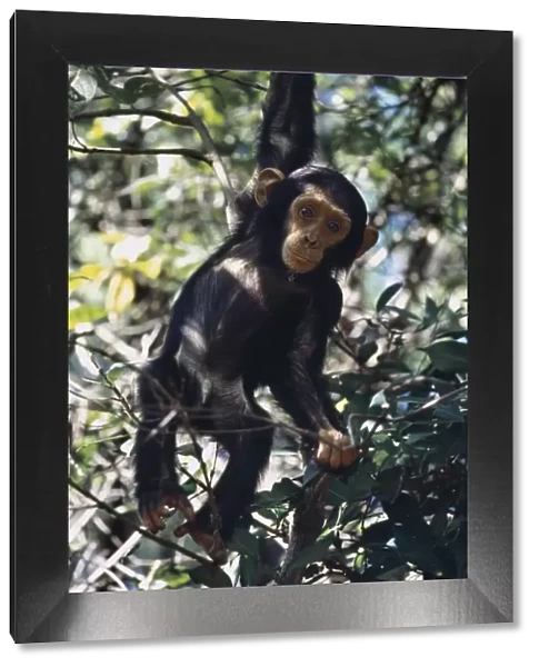 Chimpanzee, Mahale Mountains