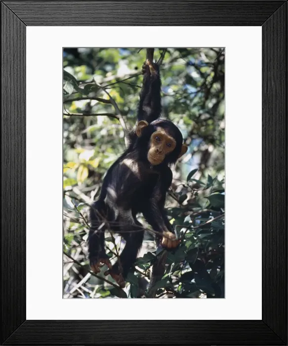 Framed Print : Chimpanzee, Mahale Mountains Framed Print : Chimpanzee, Mahale Mountains