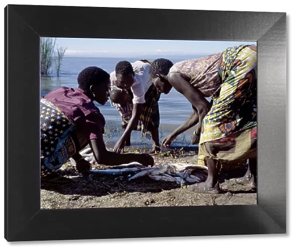 Women divide up a fish catch, Lake Rukwa