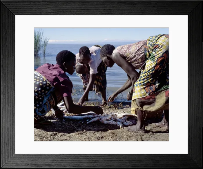 Framed Print : Women divide up a fish catch, Lake Rukwa Framed Print : Women divide up a fish catch, Lake Rukwa