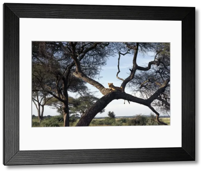Framed Print : A lioness keeps watch, Tarangire National Park Framed Print : A lioness keeps watch, Tarangire National Park