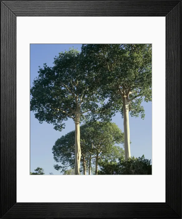 Framed Print : Sterculia apendiculata trees, Selous Reserve Framed Print : Sterculia apendiculata trees, Selous Reserve