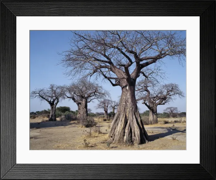 Framed Print : Baobab trees in the Ruaha Valley Framed Print : Baobab trees in the Ruaha Valley