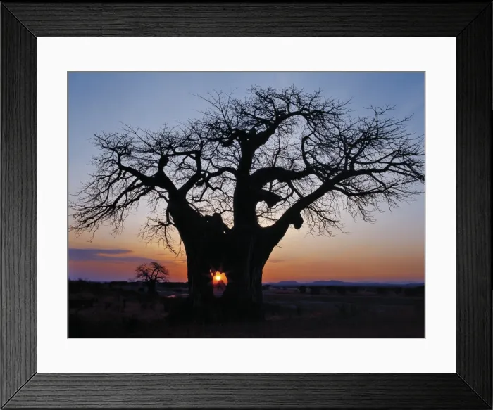 Framed Print : Sunrise through the hole in a baobab tree Framed Print : Sunrise through the hole in a baobab tree