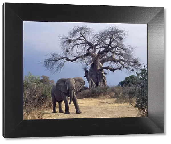 An elephant in the Ruaha National Park of Southern Tanzania