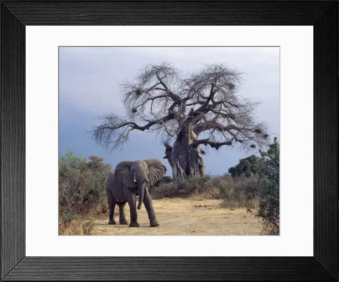 Framed Print : An elephant in the Ruaha National Park of Southern Tanzania Framed Print : An elephant in the Ruaha National Park of Southern Tanzania