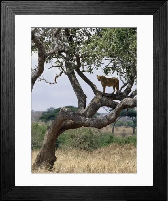 Framed Print : A lioness in a tree in Tarangire National Park Framed Print : A lioness in a tree in Tarangire National Park