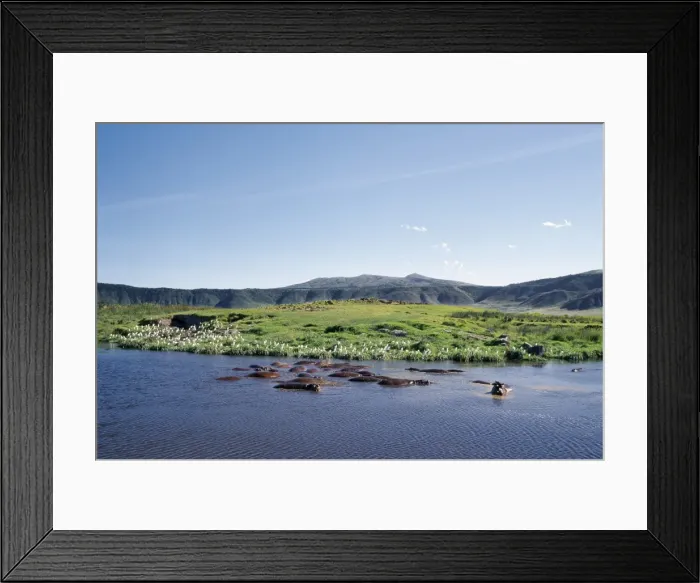 Framed Print : Hippos wallow in a lake in the Ngorongoro Crater Framed Print : Hippos wallow in a lake in the Ngorongoro Crater