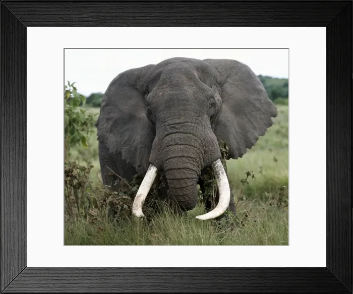 Framed Print : A fine bull elephant, Ngorongoro Crater Framed Print : A fine bull elephant, Ngorongoro Crater
