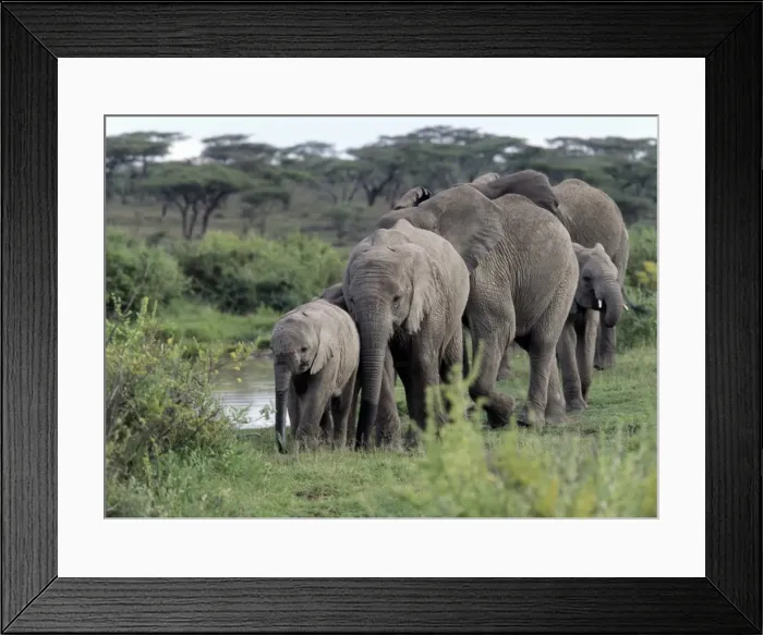 Framed Print : A herd of elephants moves in single file