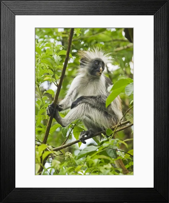 Framed Print : Red Colobus Monkey, Jozani Forest Reserve, Zanzibar